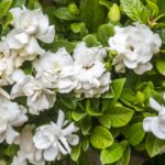 Flowering plants with a pleasant aroma