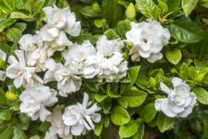 Flowering plants with a pleasant aroma